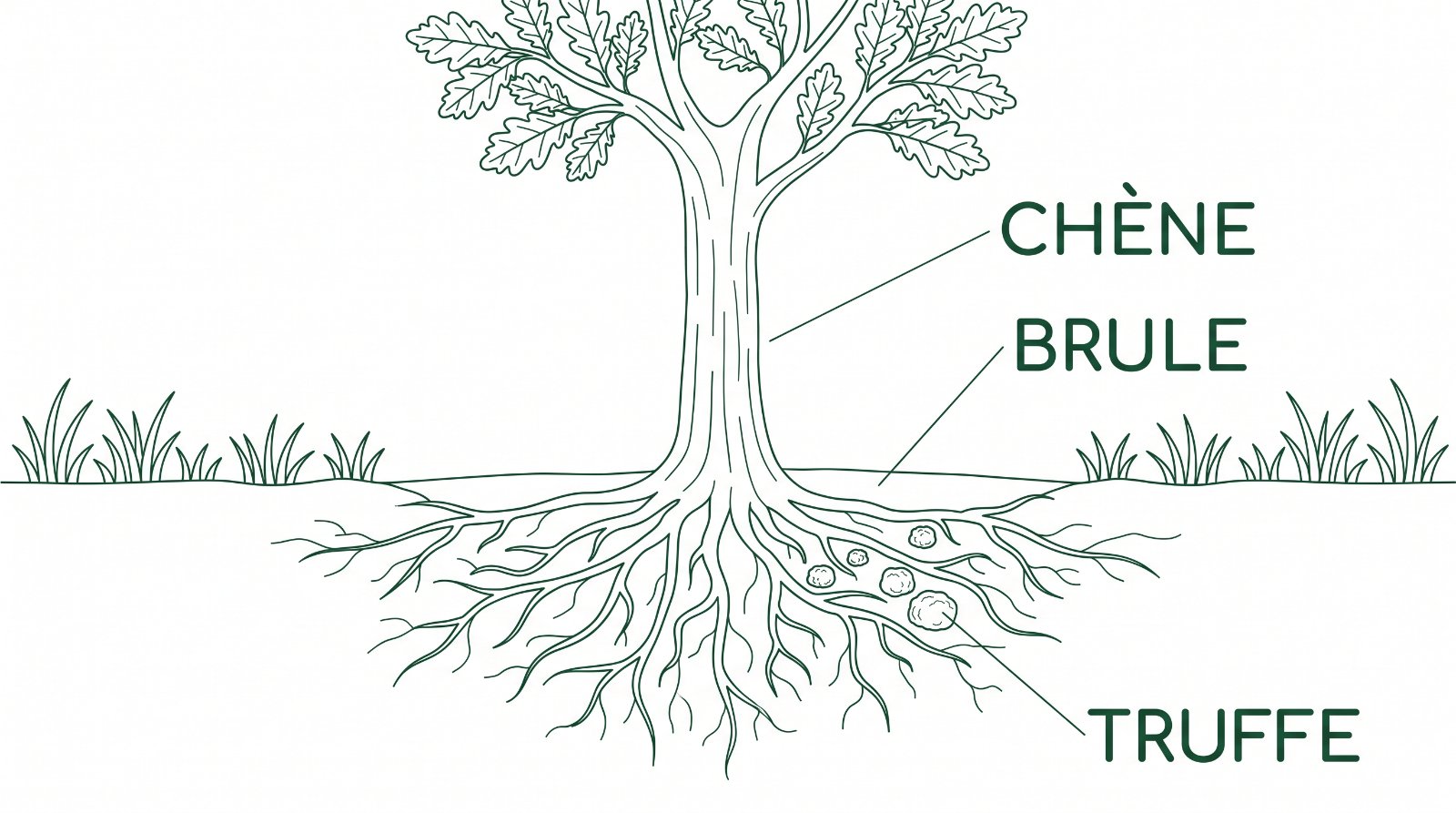 Coupe d'un chêne truffier montrant le brûlé, zone dénudée au pied de l'arbre, et les truffes parmi les racines
