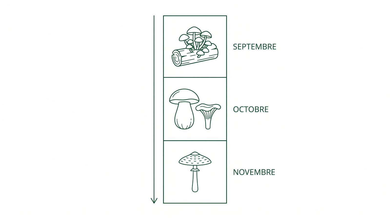 Calendrier des champignons d'automne de septembre à novembre