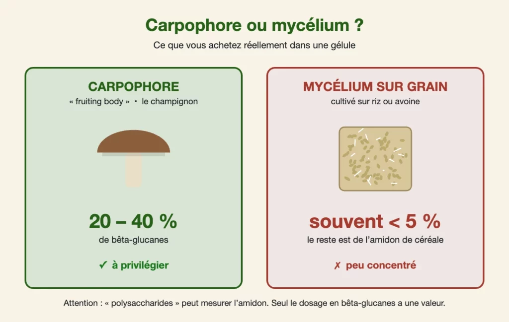 Schéma comparant carpophore et mycélium sur grain