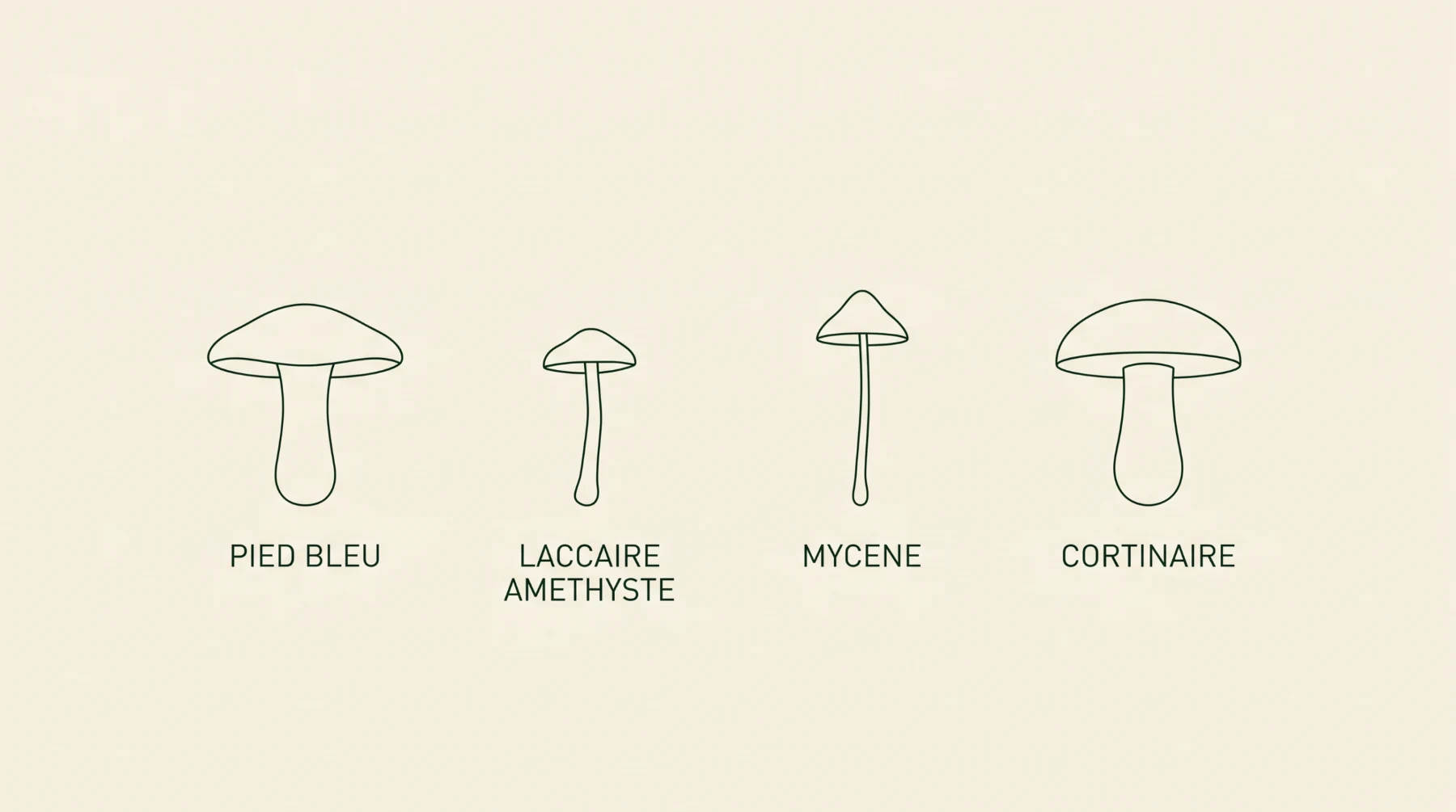 Quatre silhouettes de champignons bleus : pied bleu, laccaire améthyste, mycène, cortinaire