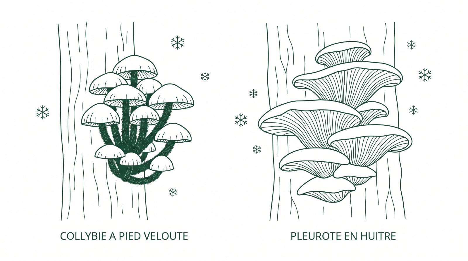 Schéma des deux champignons d'hiver : collybie à pied velouté et pleurote en huître