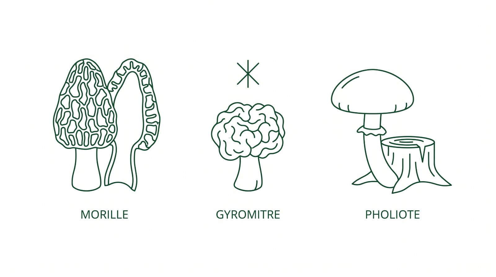 Schéma des champignons de printemps : morille creuse, gyromitre à éviter et pholiote