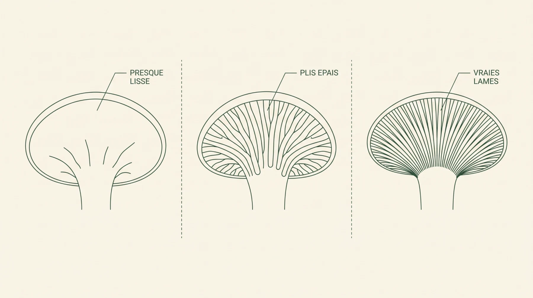 Dessous de chapeau comparés : presque lisse, plis épais, vraies lames