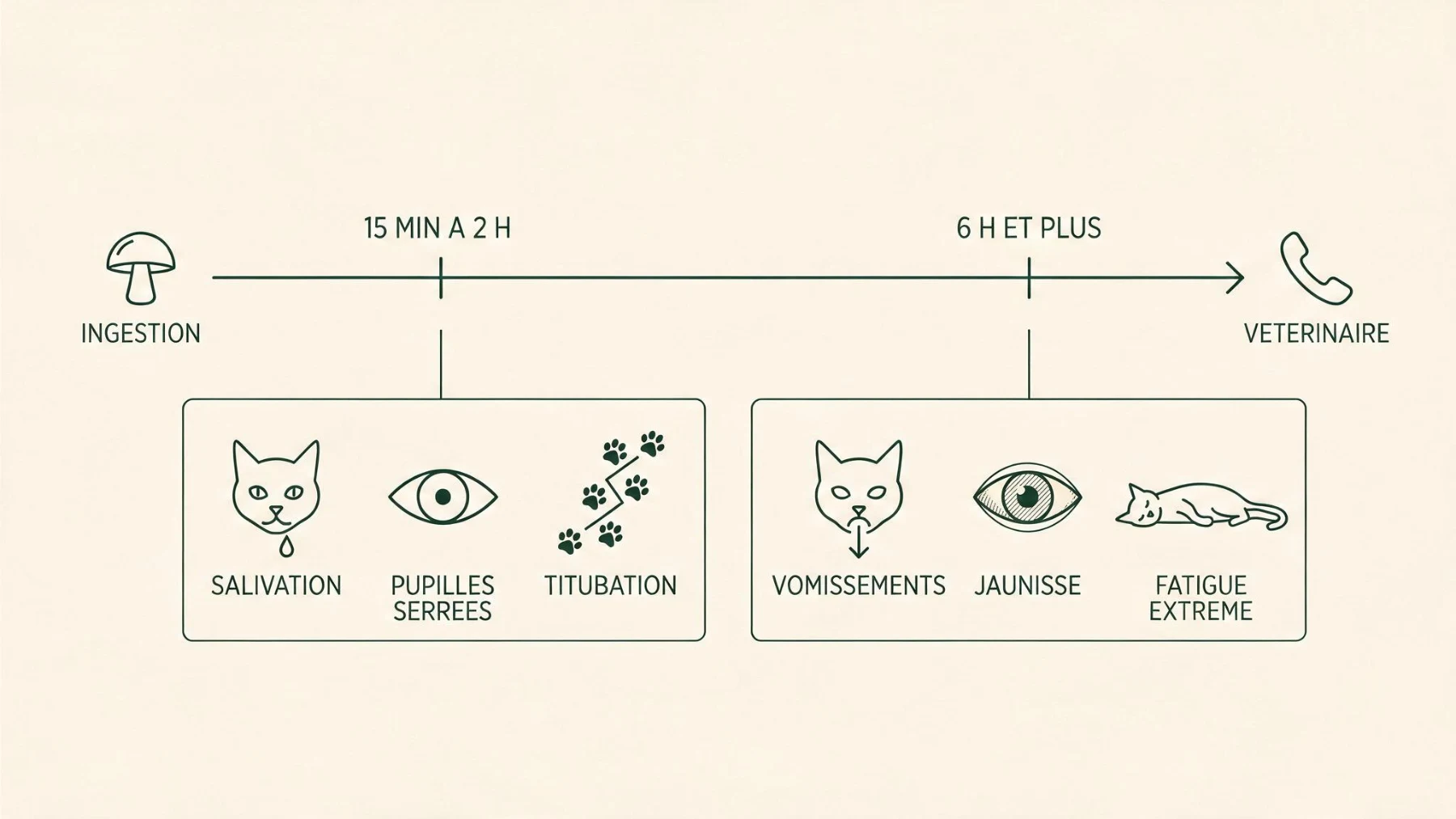 Chronologie chez le chat : de 15 minutes à 2 heures salivation, pupilles serrées et titubation, à partir de 6 heures vomissements, jaunisse et fatigue extrême
