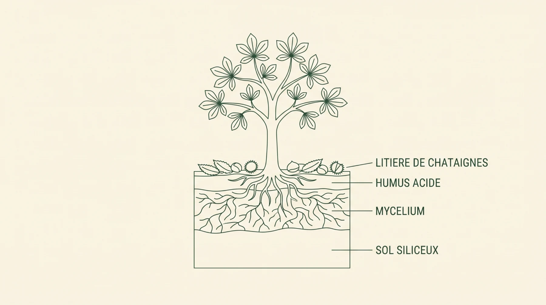 Coupe du sol sous châtaignier : litière, humus acide, mycélium, sol siliceux