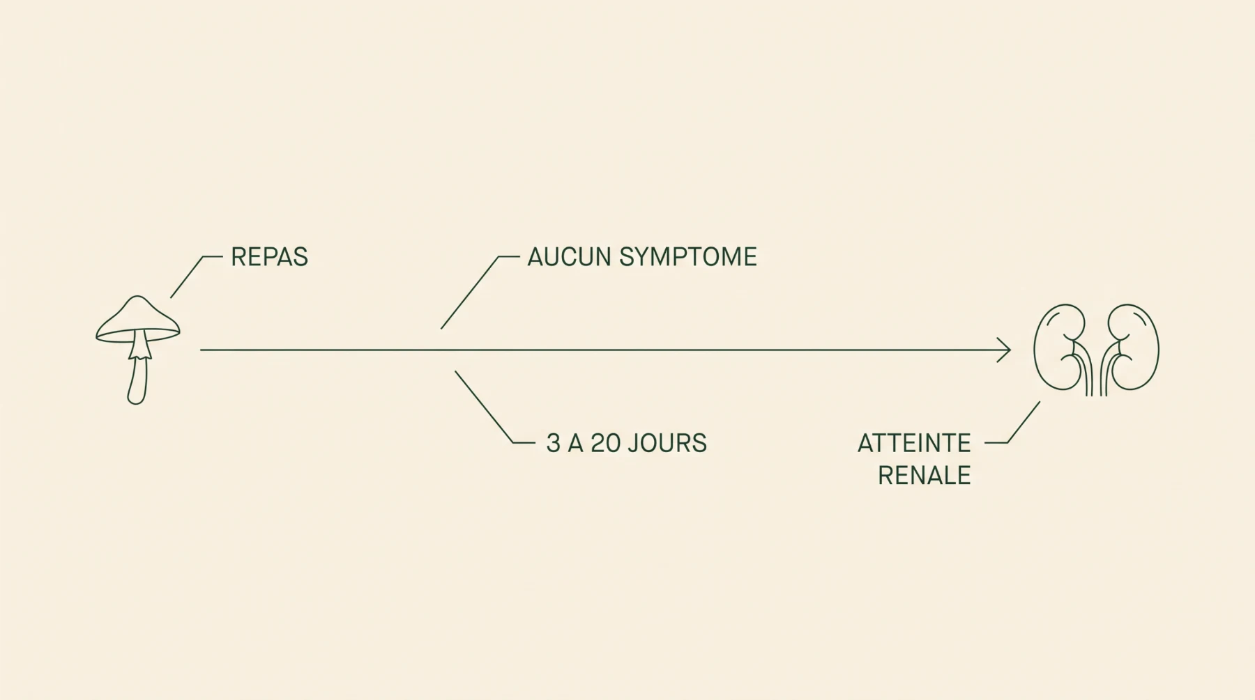 Chronologie de l'intoxication par l'orellanine du cortinaire très joli