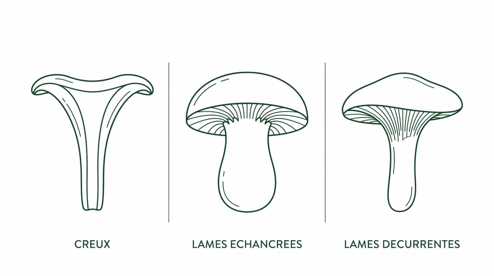 Schéma comparant un champignon creux, des lames échancrées et des lames décurrentes