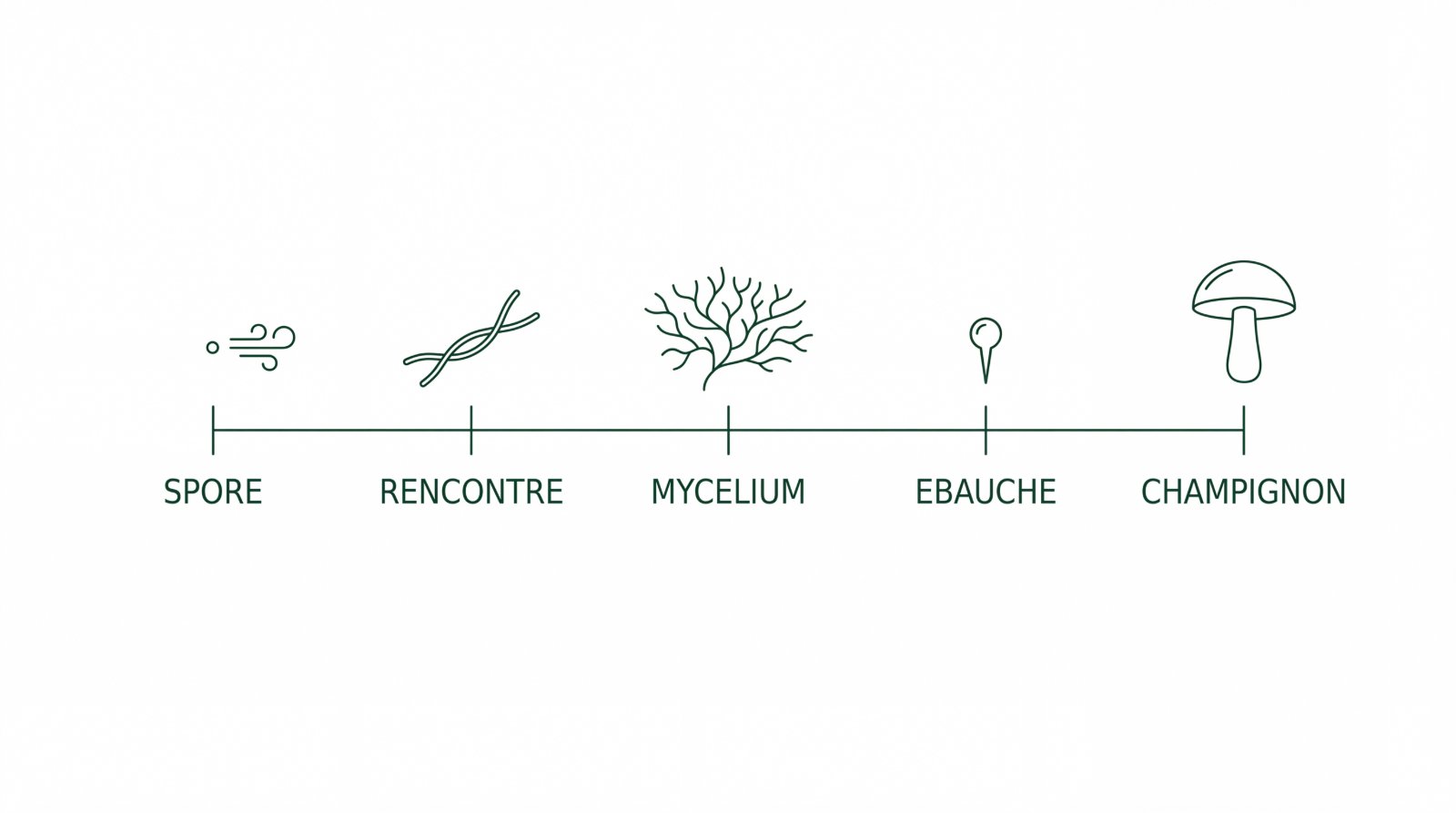 Schéma du cycle du champignon : spore, rencontre, mycélium, ébauche et champignon