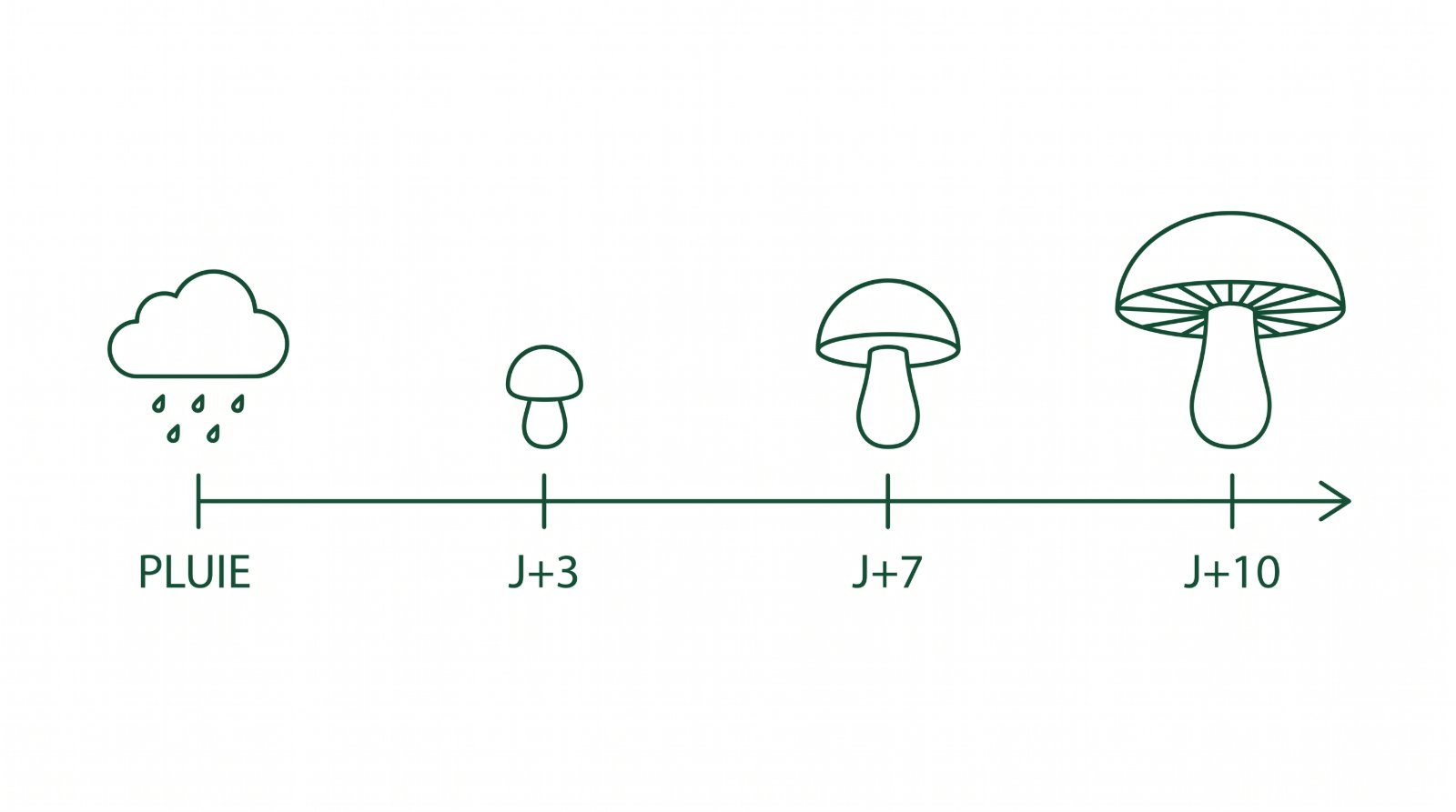 Schéma du délai entre la pluie et la sortie des champignons, de J+3 à J+10