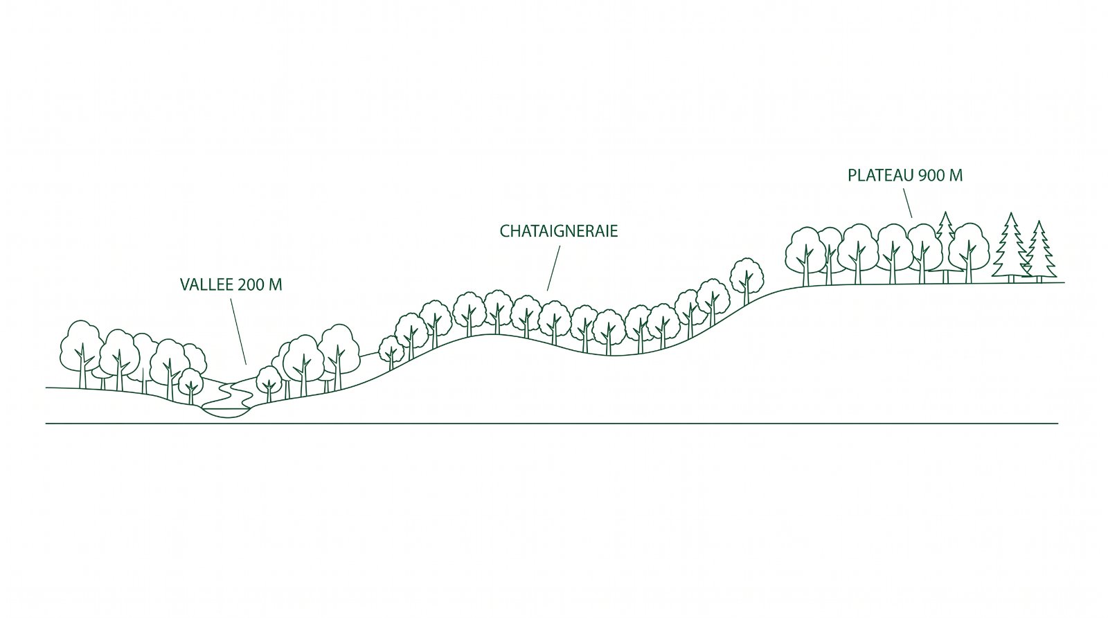 Coupe du relief limousin, de la vallée à 200 mètres au plateau de Millevaches à 900 mètres, avec la châtaigneraie au centre