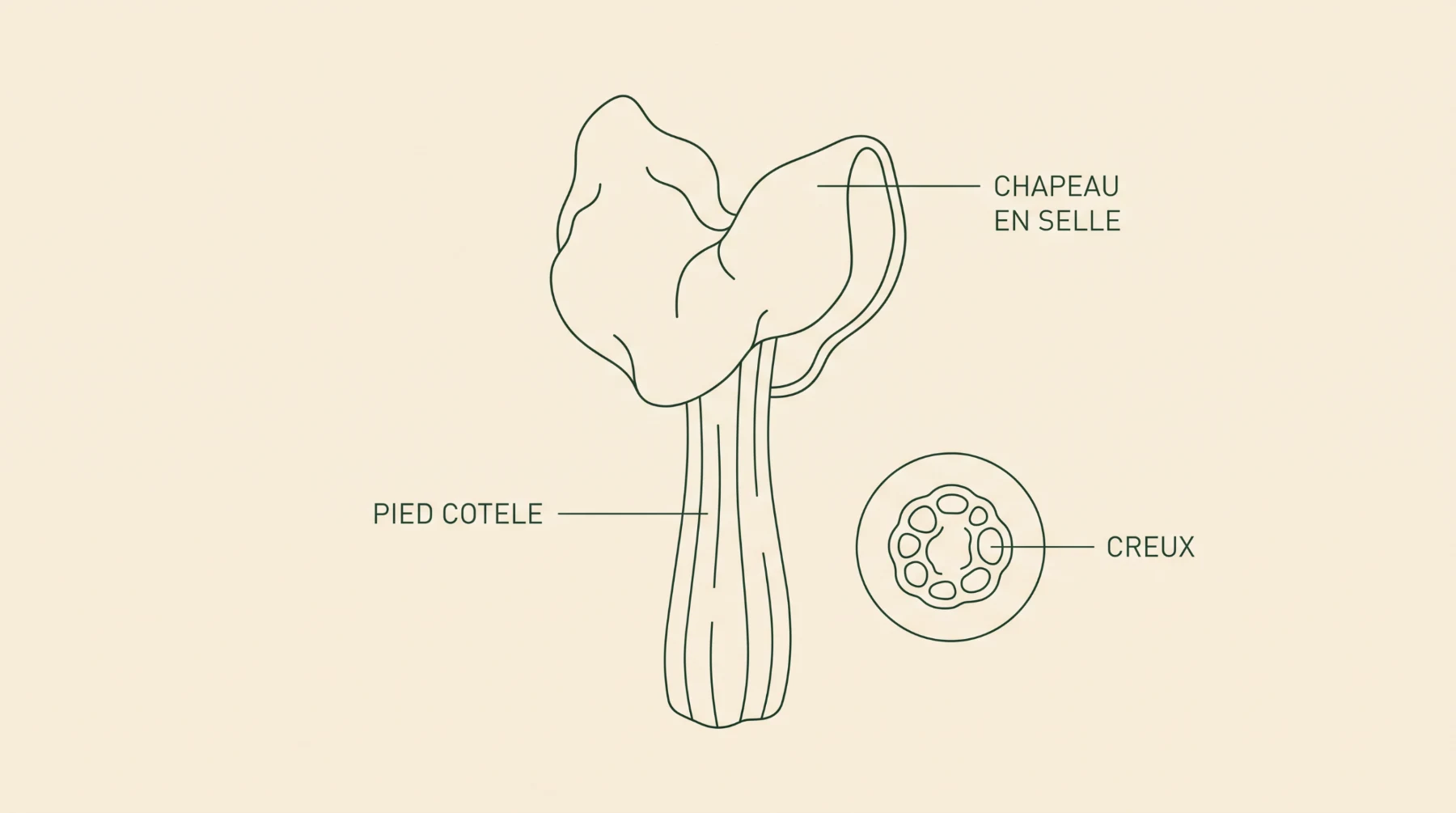 Chapeau en selle, pied côtelé et intérieur creux de l'helvelle crépue