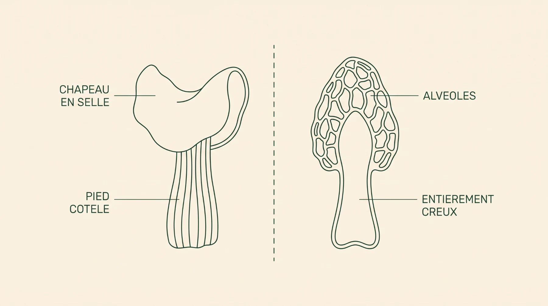 Chapeau en selle et pied côtelé face aux alvéoles et à l'intérieur entièrement creux de la morille