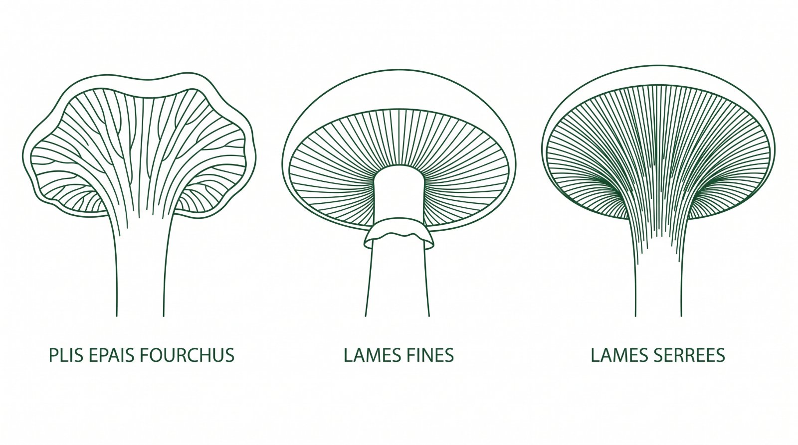 Schéma comparant les plis épais et fourchus de la girolle et les vraies lames fines