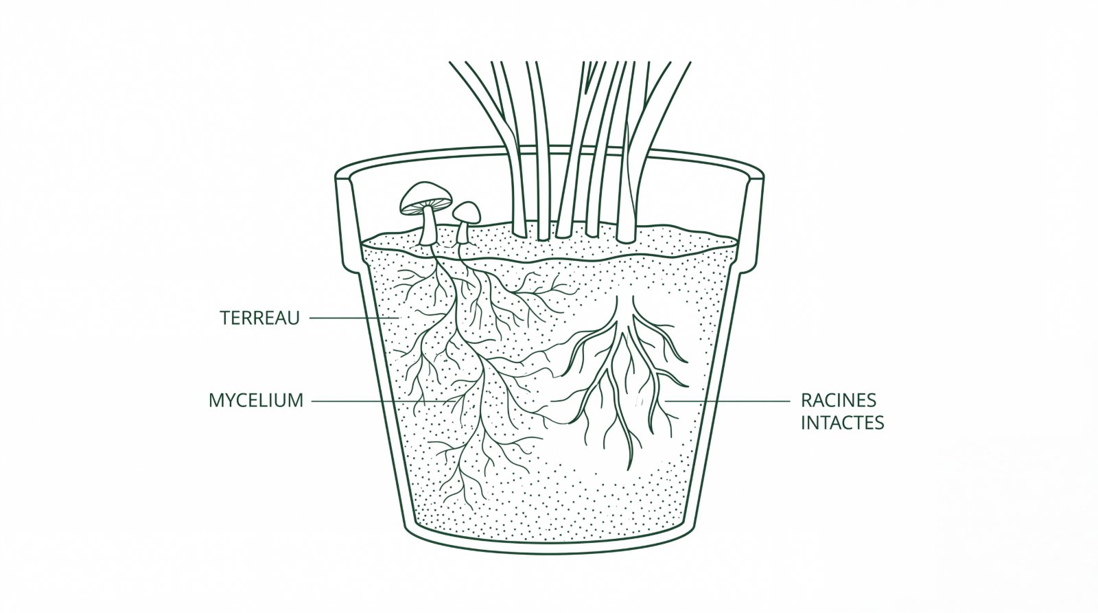 Schéma en coupe d'un pot : mycélium dans le terreau et racines de la plante intactes