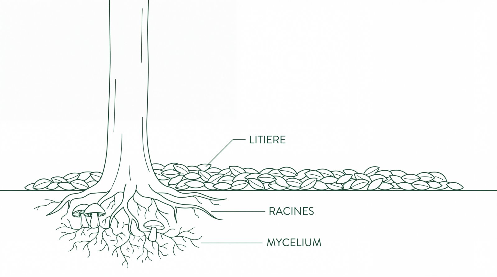 Schéma en coupe d'un sol de hêtraie : litière, racines et réseau de mycélium