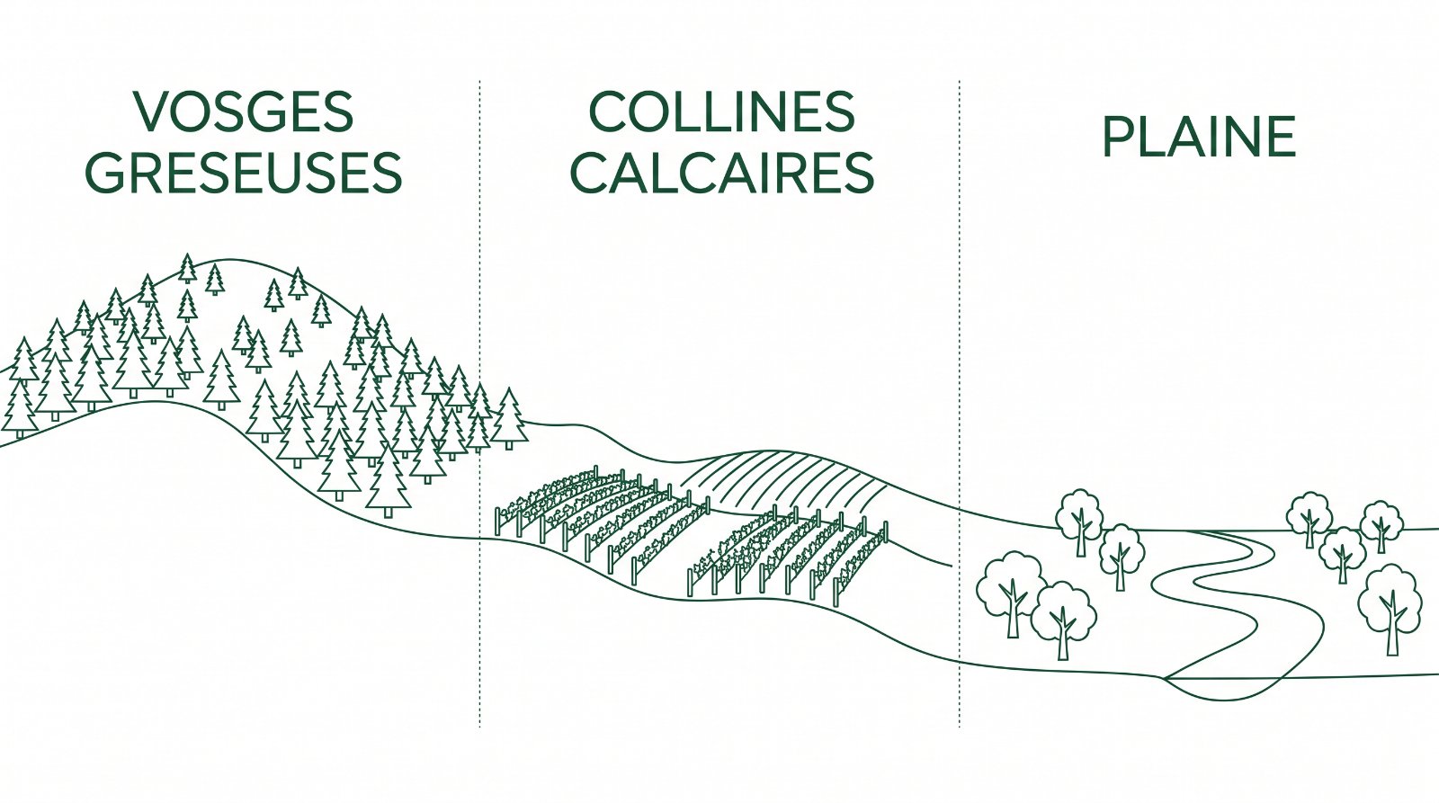 Coupe des trois terrains d'Alsace : Vosges gréseuses acides, collines calcaires du vignoble, plaine du Rhin