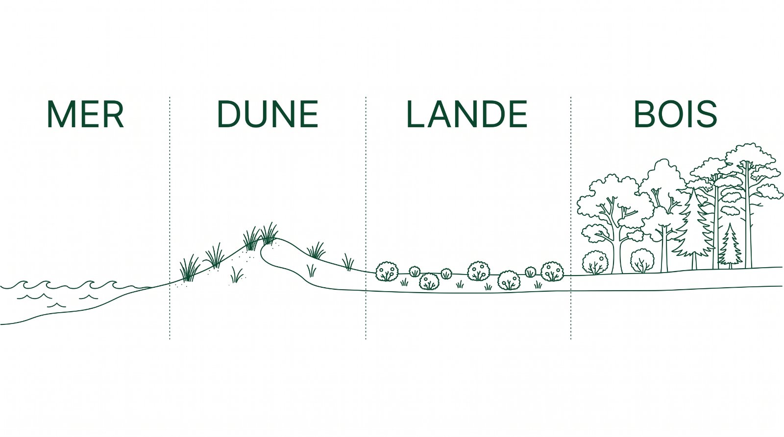 Transect du littoral breton, de la mer à la dune, puis à la lande et au bois