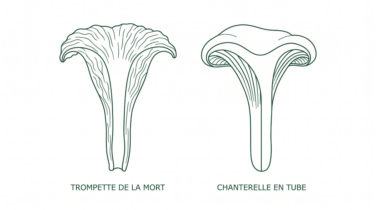 Schéma comparant la trompette de la mort creuse et la chanterelle en tube