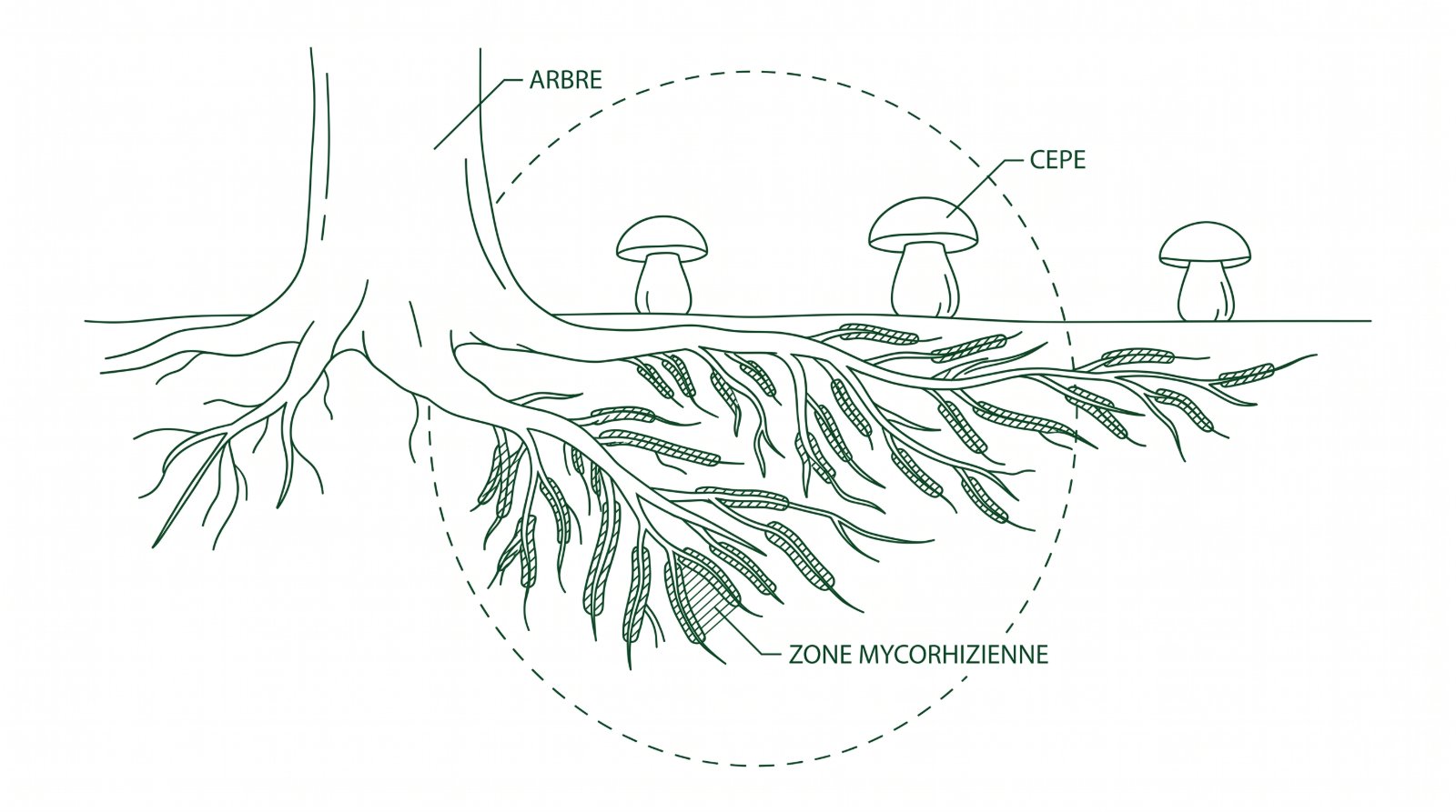 Schéma de la zone mycorhizienne autour d'un chêne et des cèpes qui en sortent
