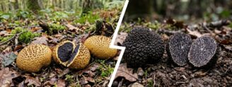 Scléroderme vs truffe noire : reconnaître la fausse truffe