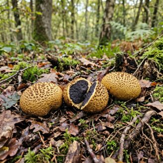 Scléroderme vulgaire : la fausse truffe toxique des sous-bois