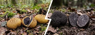 Scléroderme vs truffe noire : reconnaître la fausse truffe