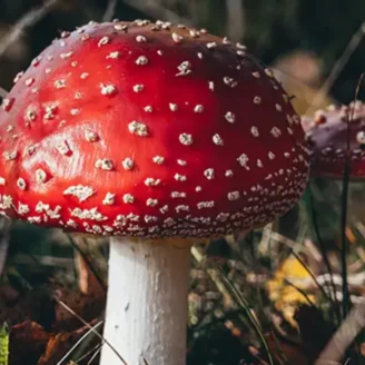 Comment reconnaître un champignon toxique ?
