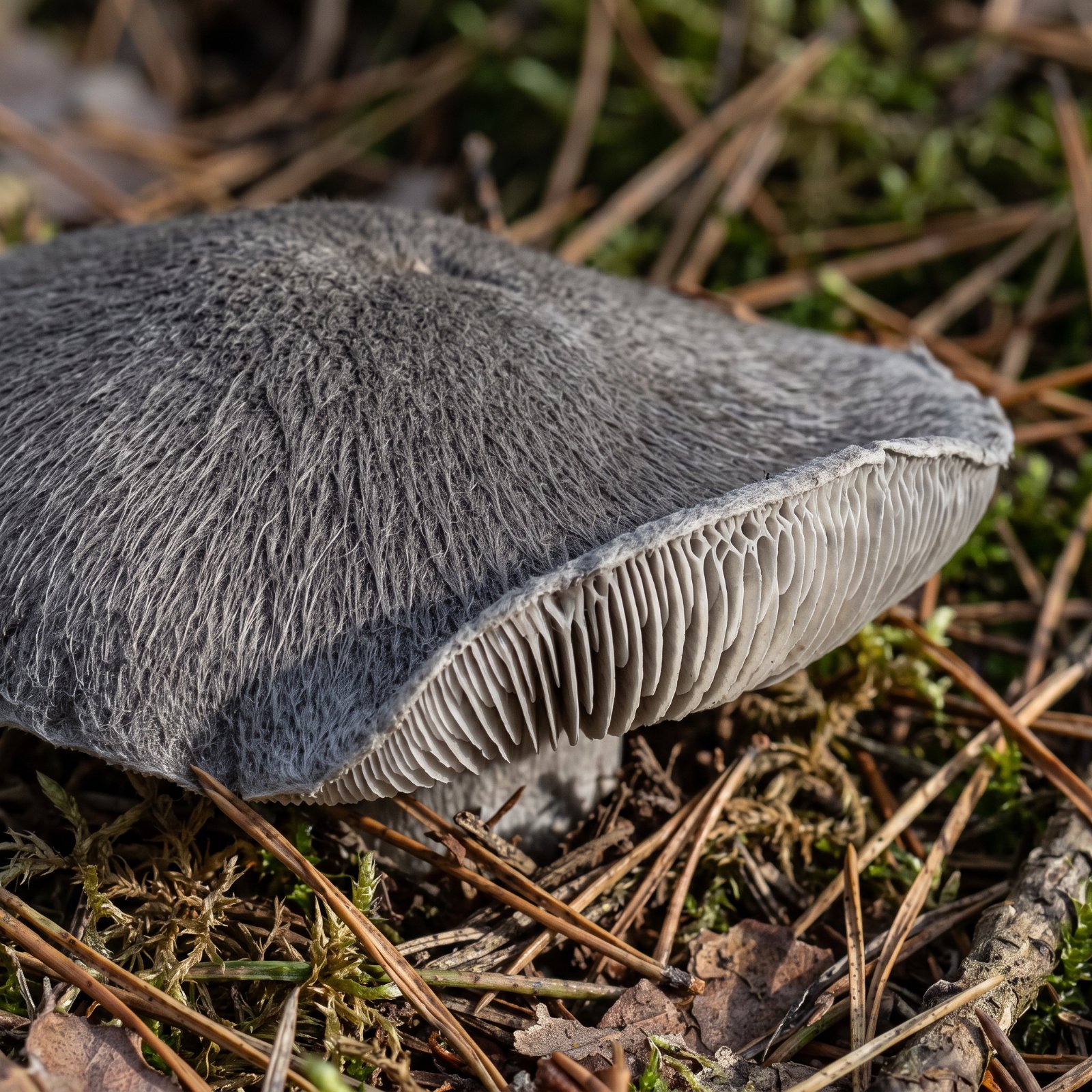 Chapeau gris souris finement fibrilleux et lames grisâtres du tricholome terreux