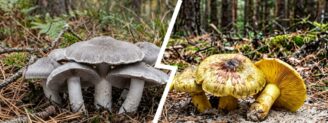 Tricholome terreux vs tricholome équestre : gris ou jaune, deux histoires