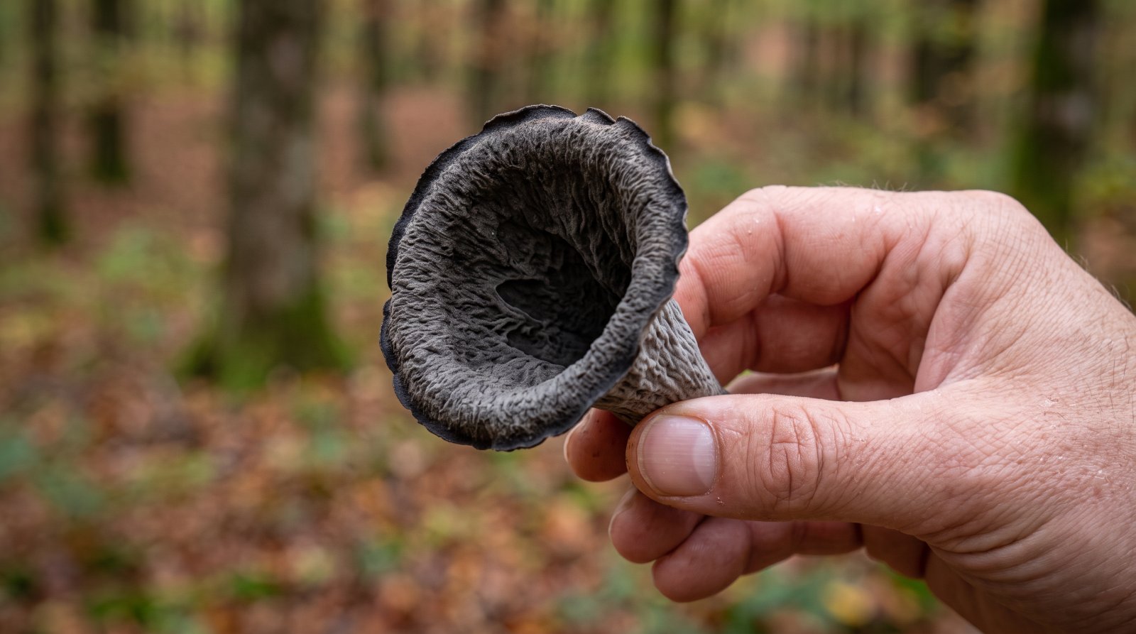 Trompette de la mort tenue à la main, montrant son cornet entièrement creux