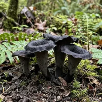Sécher ses champignons : déshydrateur, four ou air libre ?