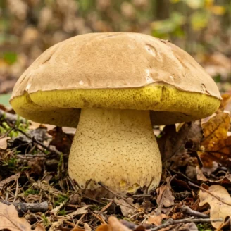 Bolet à chair jaune : le petit bolet à craquelures rouges