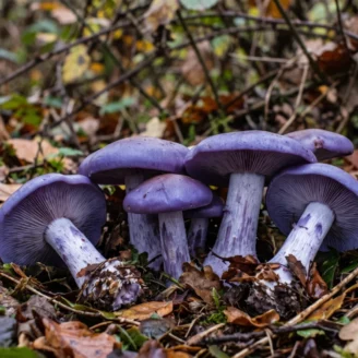 Champignon bleu : comestible ou toxique ?