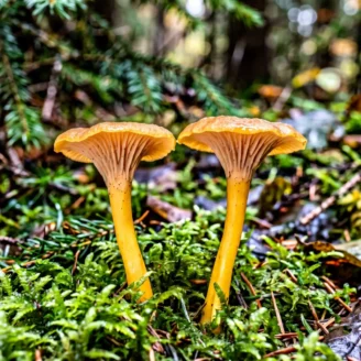 Chanterelle jaunissante : la cousine dorée de la trompette