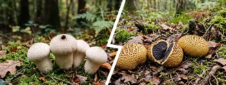 Vesse-de-loup vs scléroderme : la règle de la coupe blanche