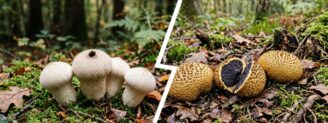 Vesse-de-loup vs scléroderme : la règle de la coupe blanche