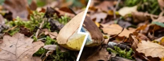 Bolet à chair jaune ou bolet bai : le chapeau et le bleuissement