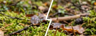Chanterelle jaunissante ou chanterelle en tube : deux cousines à ne plus mélanger