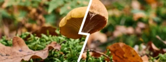Girolle vs cortinaire couleur de rocou : la confusion qui coûte un rein