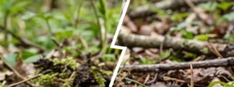 Helvelle crépue ou morille : deux ascomycètes que tout oppose