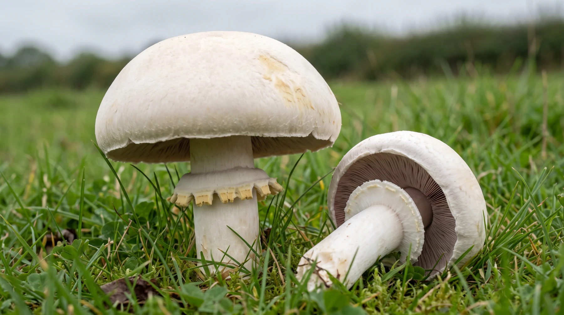 Agaric des jachères dans une prairie, chapeau blanc arrondi et anneau ample en roue dentée