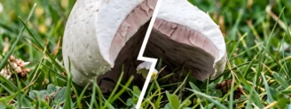 Agaric des jachères vs agaric jaunissant : le test de l’odeur