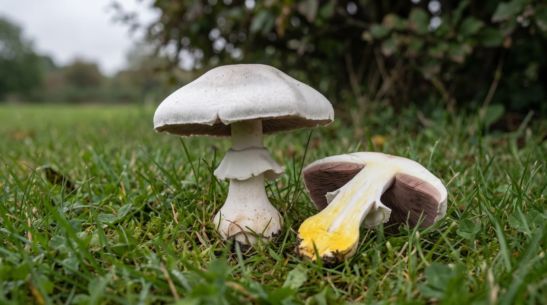Agaric jaunissant sur une pelouse, chapeau anguleux et base du pied coupée colorée en jaune vif