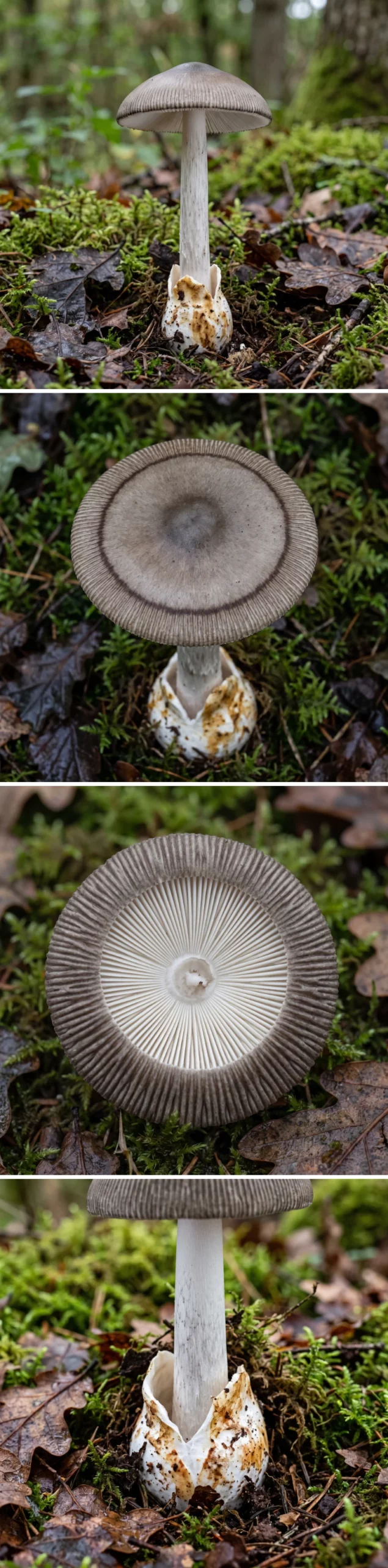 Montage vertical de quatre photos de l'amanite à étui brune : le champignon entier, le chapeau de dessus à marge striée, les lames blanches libres et la volve en sac à la base du pied