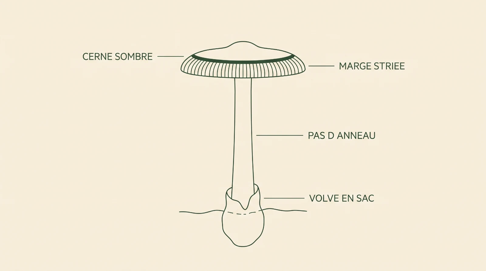 Schéma des quatre repères de l'amanite à étui brune : cerne sombre, marge striée, absence d'anneau et volve en sac