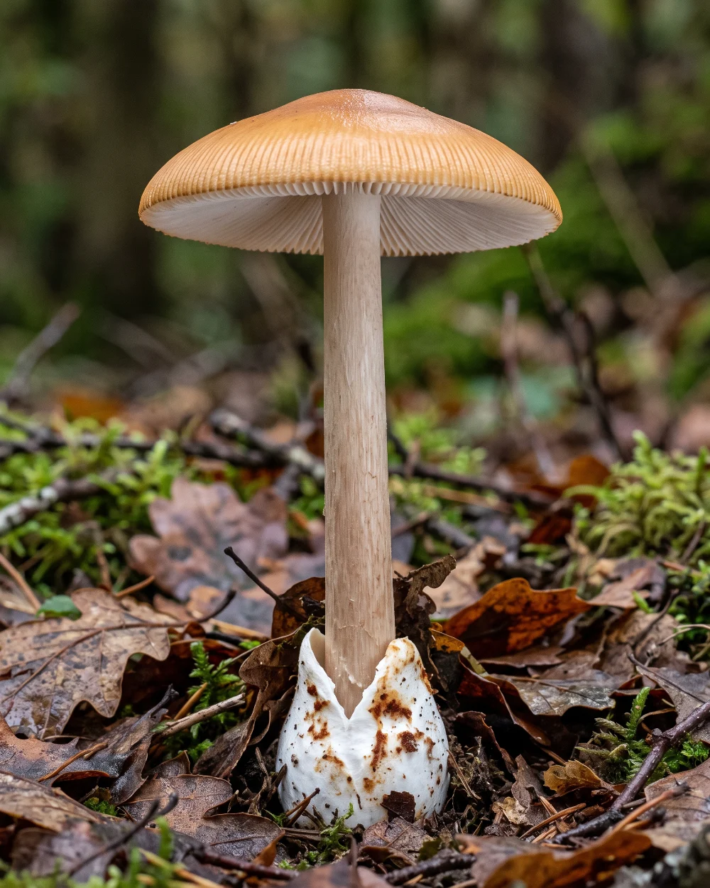 Amanite fauve, chapeau roux à marge cannelée, sans anneau, volve en sac tachée de roux