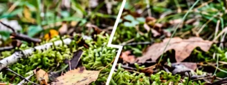 Amanite fauve vs grisette : comment les distinguer sans se tromper