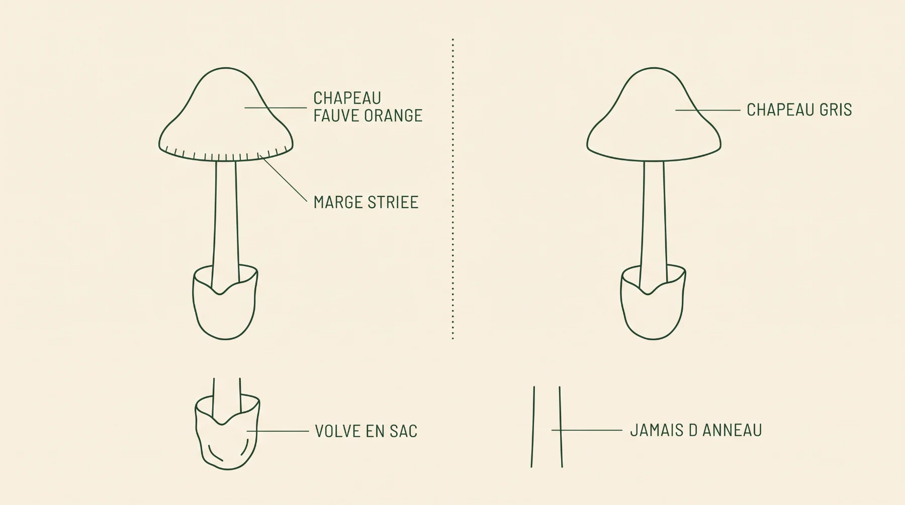 Schéma comparatif : chapeau fauve orange et marge striée pour l'amanite fauve, chapeau gris pour la grisette, volve en sac et absence d'anneau chez les deux