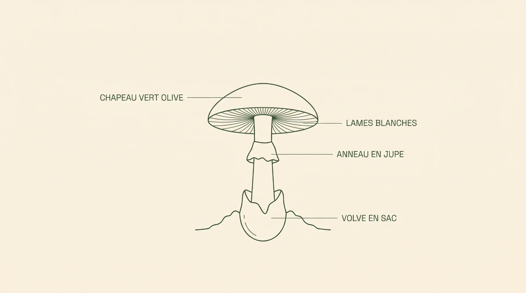 Schéma des quatre caractères de l'amanite phalloïde : chapeau vert olive, lames blanches, anneau en jupe et volve en sac