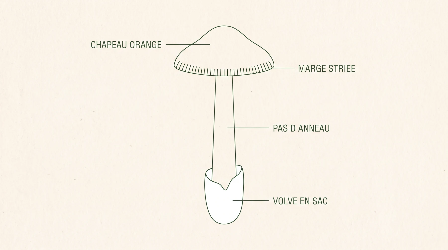 Schéma de l'amanite safran : chapeau orange, marge striée, pied sans anneau et base dans une volve blanche en sac